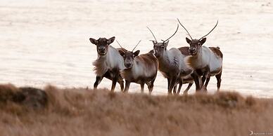 Dynjandi Farm Holidays