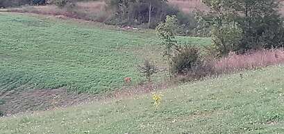 Guesthouse Blazenka Hodak