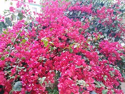 New Panorama Studios