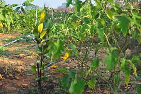 INDIMASI - Ayurveda & Healing Village