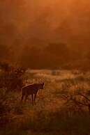 Ivory Wilderness River Rock Lodge