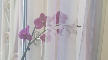 St. Peter Area Luxury Suites