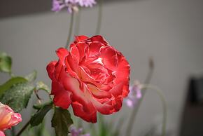 Sun Ray Beach life Villa