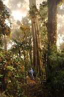 Mount Totumas Cloud Forest