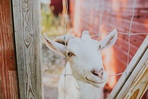 Oddfellow Inn & Farm