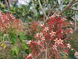 On The Hill Karon Resort