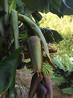 Zeytinada Pansiyon ve Gozleme