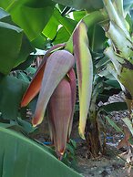 Zeytinada Pansiyon ve Gozleme