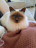 L'instant Bleu