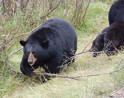 Domaine le Bostonnais