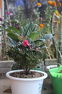 Po Mu House - Hostel