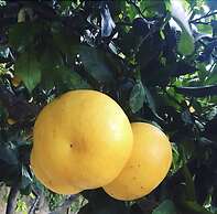 Agapanto Luxury Accommodation