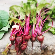 Caparica Azores Ecolodge