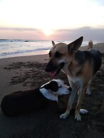 El Belga Loco