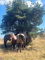 Une Odeur de Tilleul