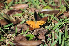 Gite des Acacias