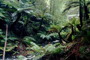 Corinna Wilderness Village