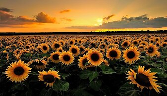 Quirindi Sunflower Motor Inn