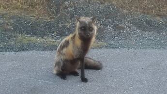 Grenfell Heritage Hotel & Suites