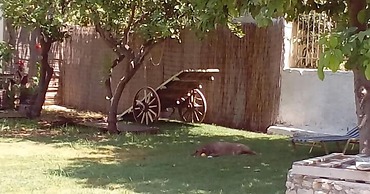 Beloni Apartments and Studios