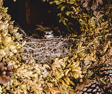 Toftemo Turiststasjon Hytter