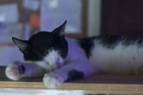 El Zoo Hostel & Pool