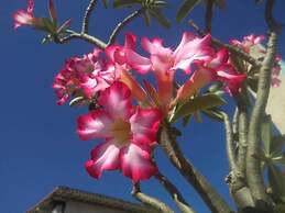 Pousada Brasil Natal