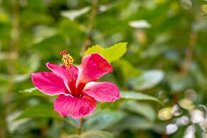 Libelula Lounge & Lodgings