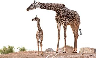 Staybridge Suites Phoenix - Biltmore Area by IHG