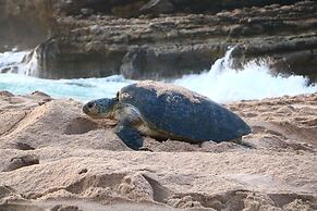 Turtle Guest House