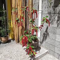 Pousada Som do Mar Maceió