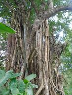 Themi Valley Eco  Tourism Homestay
