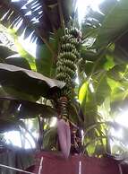Themi Valley Eco  Tourism Homestay