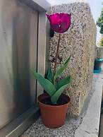 Boavista Villa Guesthouse