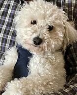 Fontaine des Magnarelles