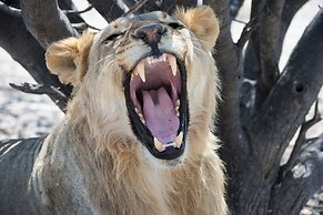 Etosha Mountain Lodge