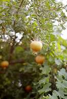 Pharos Boutique Hotel