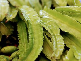 Tranquil Resort Wayanad