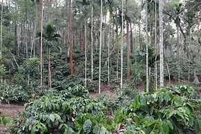 Tranquil Resort Wayanad