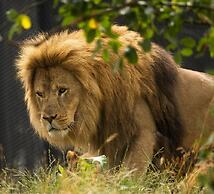 Dyreparken Safarihotell