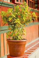 Ecohotel Pinohermoso