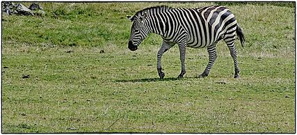 Hotell Eikerapen Gjestegard