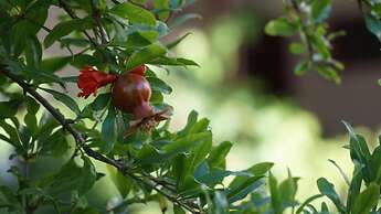 Totelya Hotel (Adults Only)