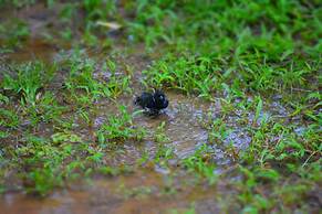 Albergue La Laguna Corcovado Park