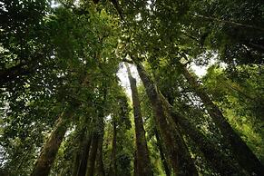 Huilo Huilo Cabanas del Bosque
