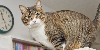 Itoshima guesthouse & backpackers TOMO - Hostel