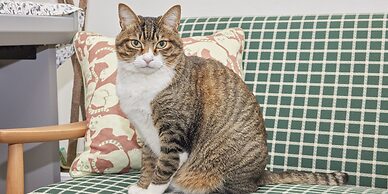 Itoshima guesthouse & backpackers TOMO - Hostel