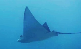 East Lombok Dive Hotel - Hostel