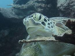 East Lombok Dive Hotel - Hostel