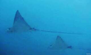 East Lombok Dive Hotel - Hostel